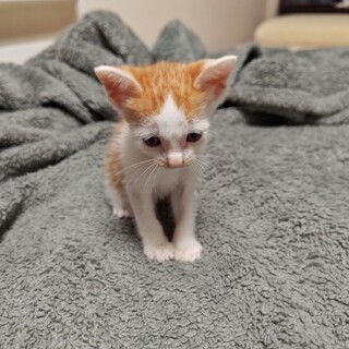 ５兄妹　名無しちゃん①