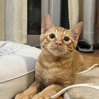 甘えんぼの男の子 ムファサくん