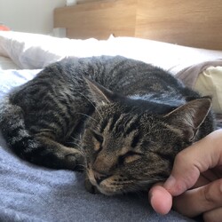 今月の譲渡会と譲渡半年後の家庭訪問