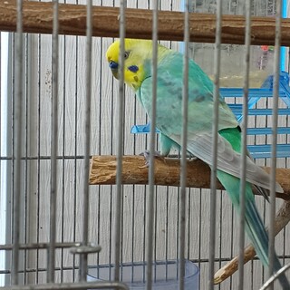 セキセイインコとサザナミインコの里親募集