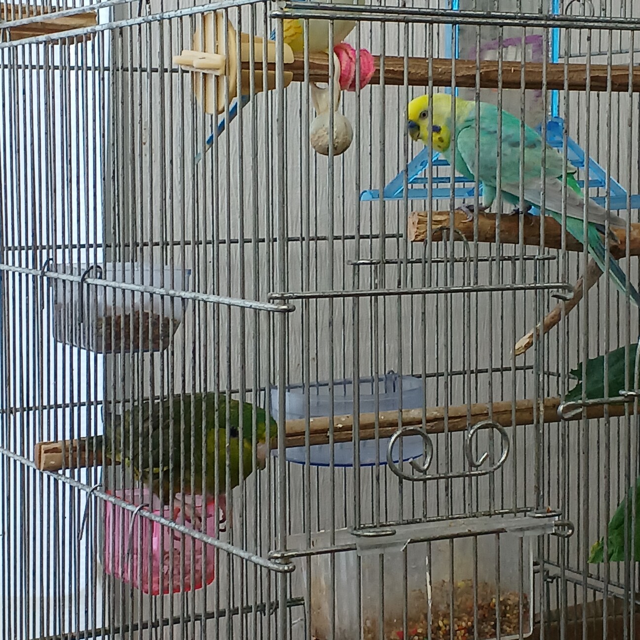 セキセイインコとサザナミ」宮崎県 - 鳥の里親募集(524953) 3枚目の