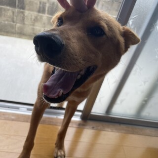 やんちゃで元気な男の子『スベン』君