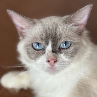 ラグドールの女の子:甘えん坊です