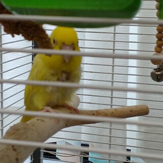 コザクラインコモーブとマメルリハインコ