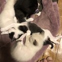 子猫二匹
