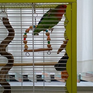 コザクラインコノーマルと、サザナミインコブルー