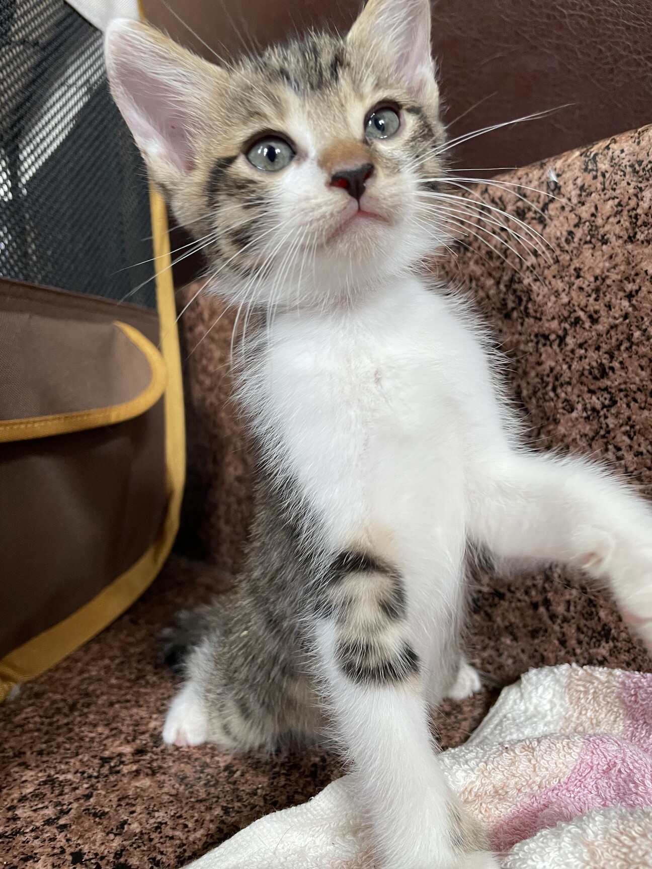 可愛い兄妹の子猫ちゃん」福島県 - 猫の里親募集(524961) :: ペットの