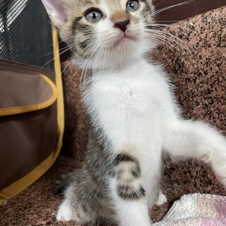 可愛い兄妹の子猫ちゃん