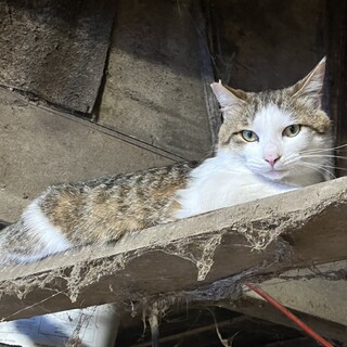 甘えん坊王子♡キジ白くん（2歳半）