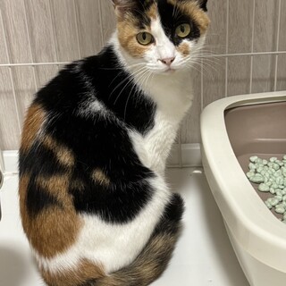 とっても穏やかな三毛猫　ポポちゃん✨