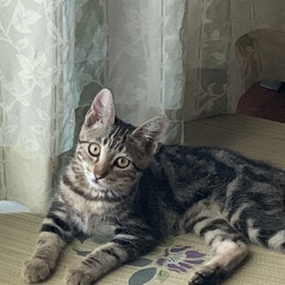 アメショーMIX小麦ちゃん可愛い女の子♪