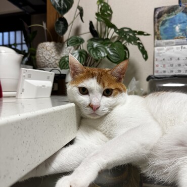 兄猫の真似してるけどなんか違うw