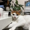 兄猫の真似してるけどなんか違うw
