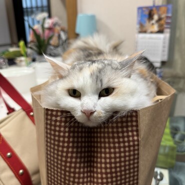 ロールケーキ潰れても誰も怒れ〜ず