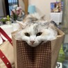 ロールケーキ潰れても誰も怒れ〜ず