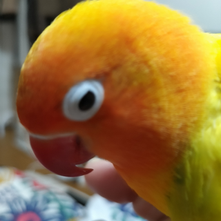 どうもありがとうございました！