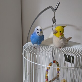 元気なセキセイインコ雄　2歳