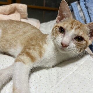 4〜5ヶ月　茶白女の子　交渉中