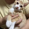 4〜5ヶ月茶白男の子