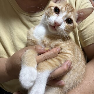 4〜5ヶ月茶白男の子