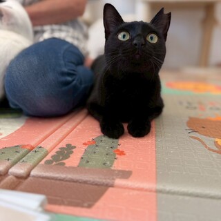 黒のゴロスリ天使♥プチちゃん♥