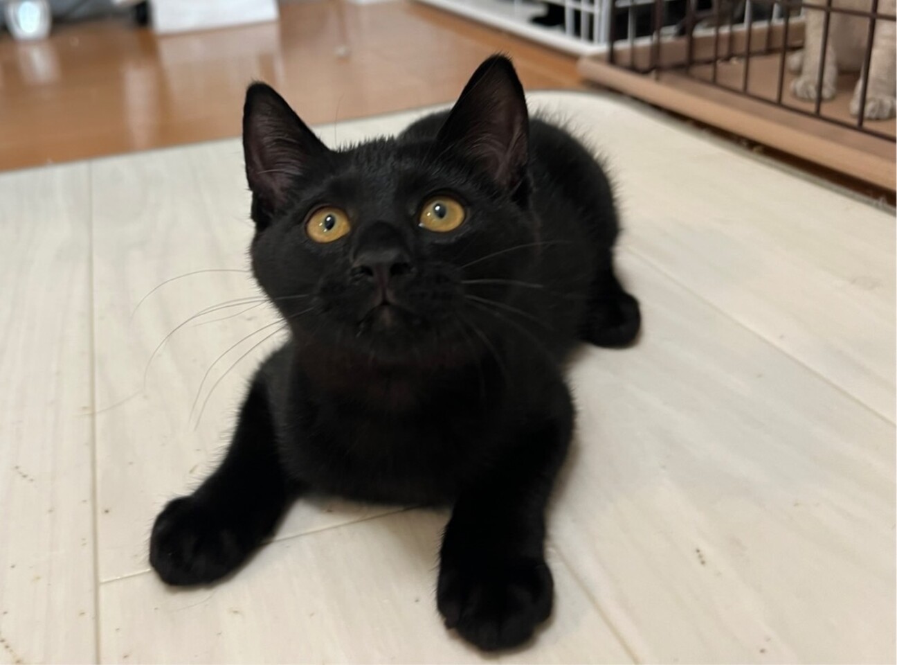 超〜甘えんぼ！黒猫のタカくん♡」大阪府 - 猫の里親募集(524974