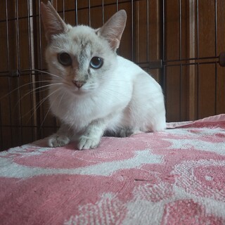 おとなしくてフレンドリーな雑種1才メス#岩手県#猫