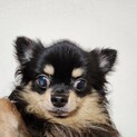 チワワエイト5歳