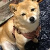 ホコピー