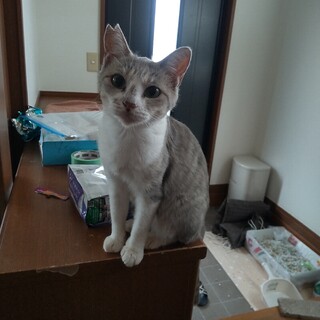 保護猫の里親さんを募集しています