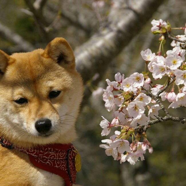 ホコピーのカバー写真