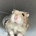 里親募集 3匹まで