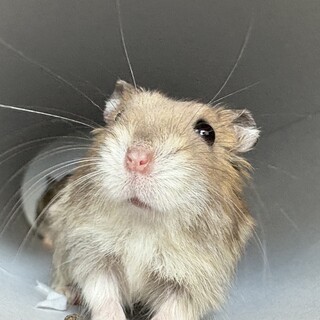 里親募集 3匹まで