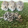 里親募集 3匹まで サムネイル2