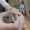 里親募集 3匹まで サムネイル3