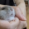 里親募集 3匹まで サムネイル4