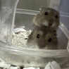 里親募集 3匹まで サムネイル5