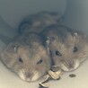 里親募集 3匹まで サムネイル6