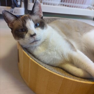 青い瞳が魅力的♡　グラたん♀