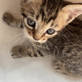 キジトラと黒です