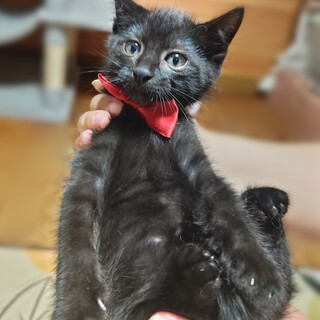 まんまる兄妹！黒猫『まめ君』２ヶ月半