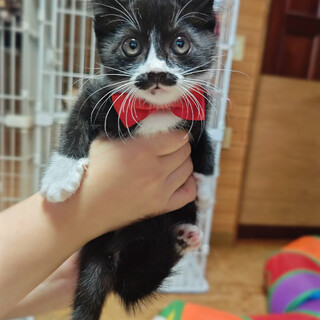 まんまる３兄妹！ちびっこ男爵『ちょび君』１ヶ月半