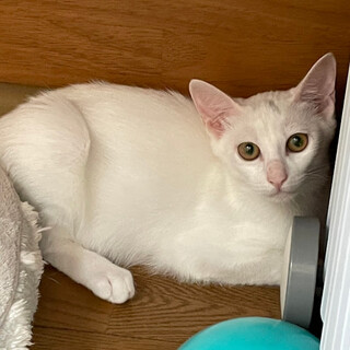 おとなしめの女の子『ここ』１匹飼いにおすすめ