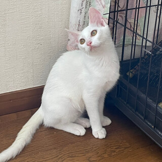 明るい女の子『ぷりん』白い美猫さん