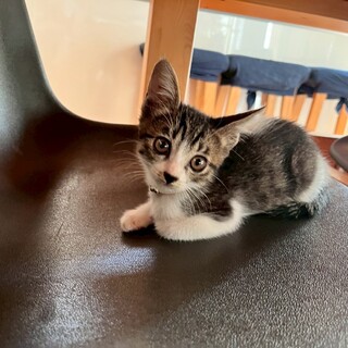 生後1ヶ月かわいい「シナモンちゃん」