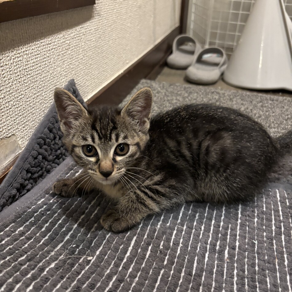 ことねのカバー写真
