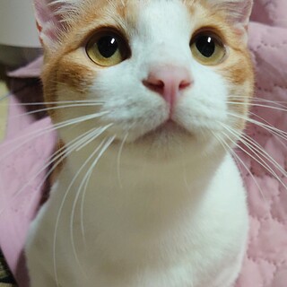 きれいな茶しろ男子