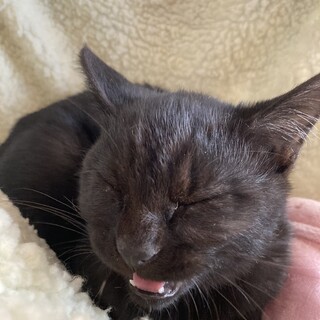 新しい環境で人慣れ訓練から希望します　