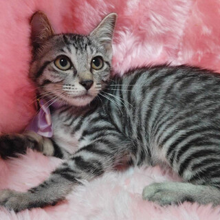 銀狐みたいなグレーの美猫『コハク君』３ヶ月半