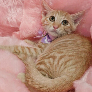  フェネックみたい！クリーム茶トラいなり君４ヶ月